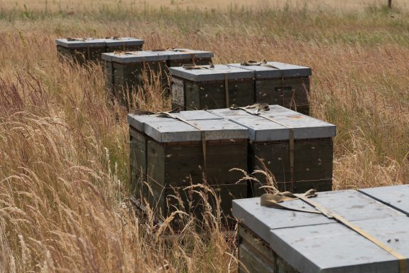 Sprrehonig - Bienenvölker